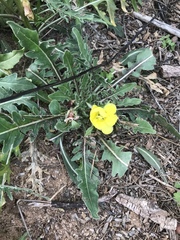 Oenothera primiveris primiveris