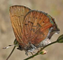 Callophrys augustinus