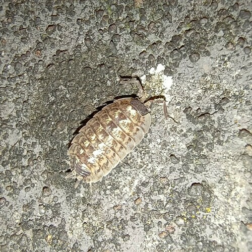 Brickwork Woodlouse, Leek, Netherlands, photo 6 of 10