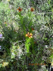 Adonis aestivalis parviflora