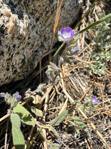 Image of Phacelia curvipes by (c) Matt Berger, some rights reserved (CC BY)