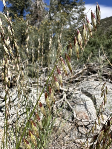 Image of Rock Melic (Melica stricta) by (c) Matt Berger, some rights reserved (CC BY)