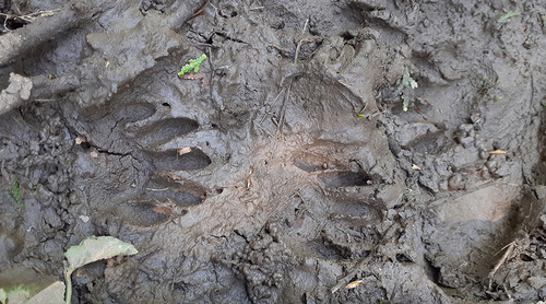 Raccoon Tracks – NatureTracking