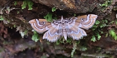 Musotima