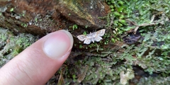 Musotima