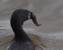 Pacifastacus leniusculus