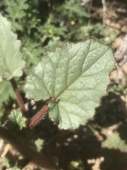 Phacelia campanularia