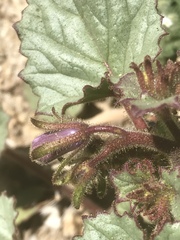 Phacelia campanularia