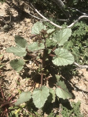 Phacelia campanularia