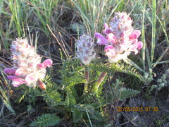 Pedicularis dasystachys