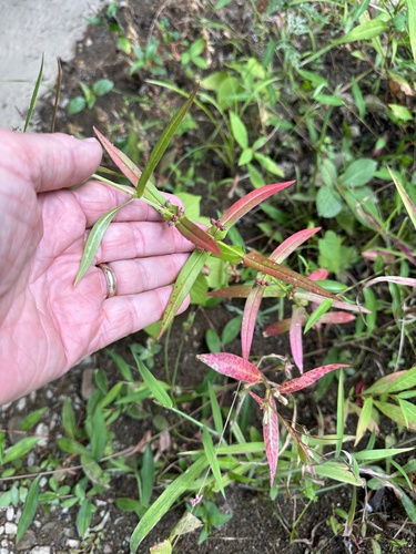Ammannia auriculata iNat (1)