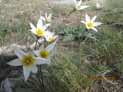 Tulipa biflora