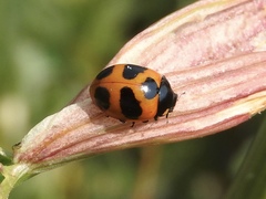Coccinella monticola