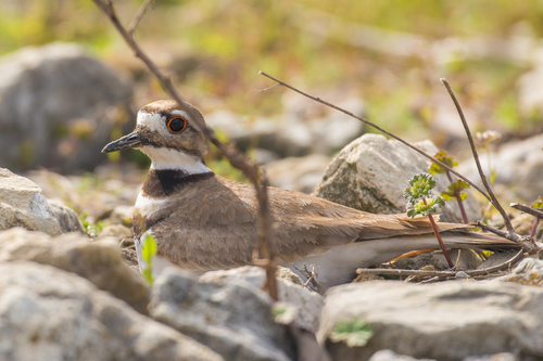 Killdeer photographed in Indiana