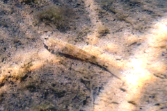Favonigobius lateralis