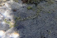 Favonigobius lateralis
