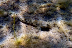 Favonigobius lateralis