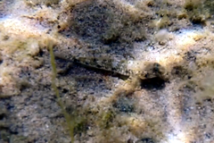 Favonigobius lateralis