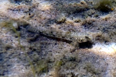 Favonigobius lateralis