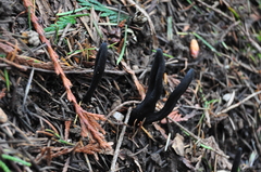 Geoglossum umbratile