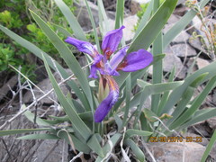 Iris glaucescens