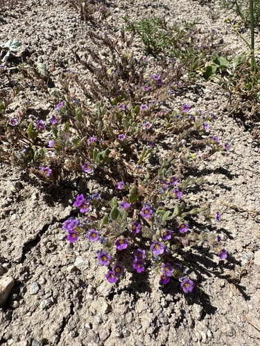 Image of Phacelia gymnoclada by (c) Matt Berger, some rights reserved (CC BY)