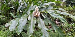 Alpinia uraiensis