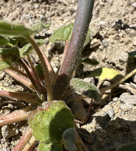 Image of Eriogonum rubricaule by (c) Matt Berger, some rights reserved (CC BY)