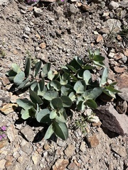 Asclepias cryptoceras