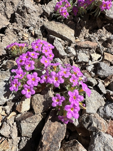 Image of Nama aretioides by (c) Matt Berger, some rights reserved (CC BY)