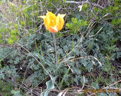 Tulipa suaveolens