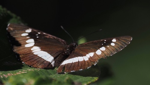 Neptis occidentalis
