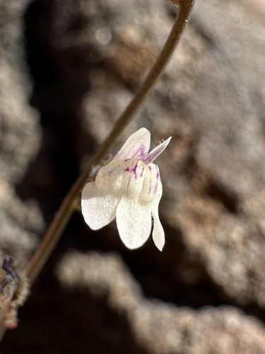 Image of Sairocarpus kingii by (c) Matt Berger, some rights reserved (CC BY)