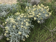 Astragalus traskiae