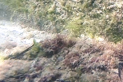 Parablennius tasmanianus