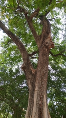 Parkia timoriana