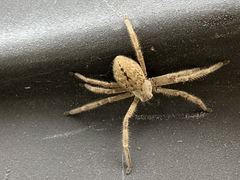 Araneae