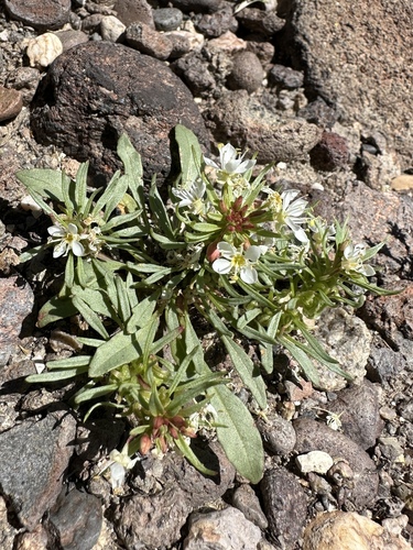 Image of Eremothera nevadensis by (c) Matt Berger, some rights reserved (CC BY)