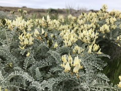 Astragalus traskiae