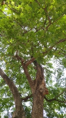 Parkia timoriana