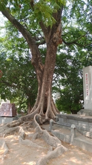 Parkia timoriana
