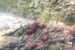 Parablennius tasmanianus