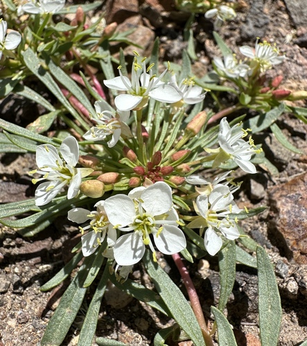 Image of Nevada Suncup (Eremothera nevadensis) by (c) Matt Berger, some rights reserved (CC BY)
