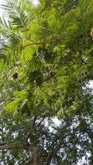 Parkia timoriana