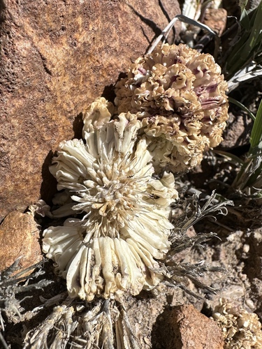 Image of Cymopterus globosus by (c) Matt Berger, some rights reserved (CC BY)