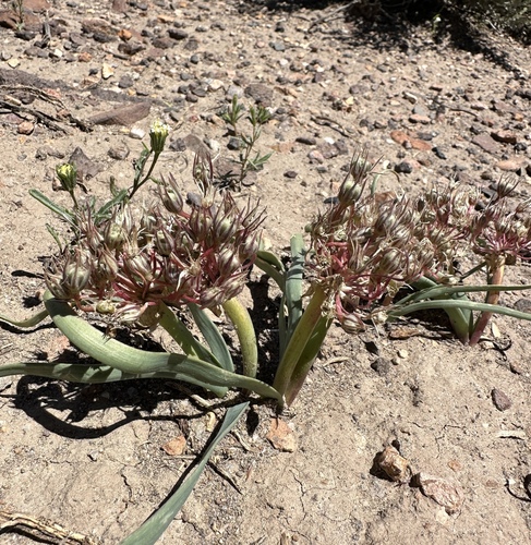 Twinleaf onion (Allium anceps)