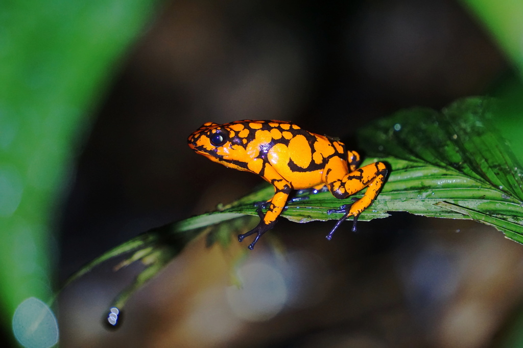 Oophaga solanensis in September 2023 by Jorge Aguilera · iNaturalist