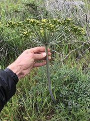 Lomatium insulare
