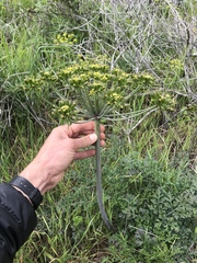 Lomatium insulare