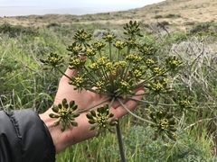 Lomatium insulare